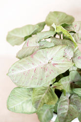 Syngonium milk confetti